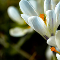 Buy canvas prints of Wild white crocus flowers by Chris Yaxley