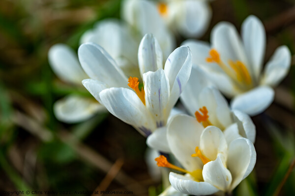 Wild white crocus Picture Board by Chris Yaxley
