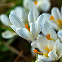 Buy canvas prints of Wild white crocus by Chris Yaxley