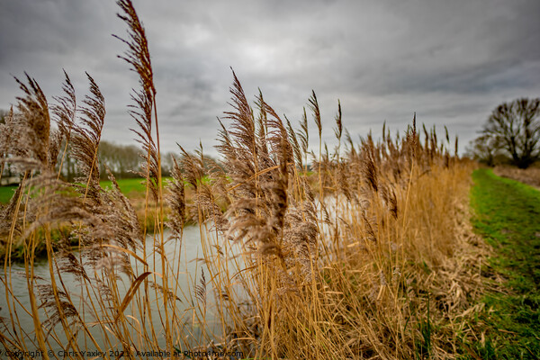 Riverside reeds, Norfolk Broads National Park Picture Board by Chris Yaxley