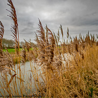 Buy canvas prints of Riverside reeds, Norfolk Broads National Park by Chris Yaxley