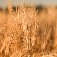 Buy canvas prints of Ears of wheat by Vladimir Rey