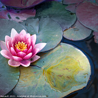Buy canvas prints of Pink waterlily or lotus flower in pond by Laurent Renault