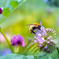 Buy canvas prints of Carder bee collecting pollen by Laurent Renault