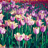 Buy canvas prints of Surreal purple tulip field by Laurent Renault