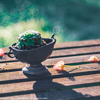 Buy canvas prints of Succulent on a wooden garden table in an oneiric atmosphere by Laurent Renault