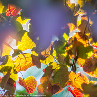 Buy canvas prints of Colourful autumnal leaves glowing from tree in sunligh by Laurent Renault