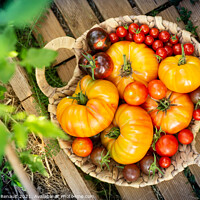 Buy canvas prints of Harvest of red and orange tomatoes by Laurent Renault