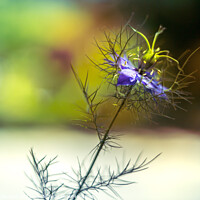 Buy canvas prints of Love-in-a-mist blue flower - Nigella damascena by Laurent Renault