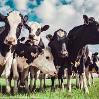 Buy canvas prints of Group of Holstein cows by Laurent Renault