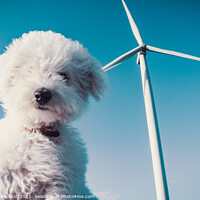 Buy canvas prints of White dog and wind turbine for a clean concept by Laurent Renault