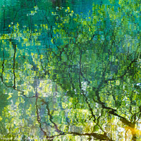 Buy canvas prints of Reflection of tree branches in water by Laurent Renault