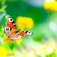 Buy canvas prints of European peacock butterfly over bright colors by Laurent Renault