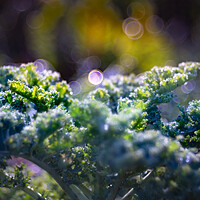 Buy canvas prints of Kale cabbage growing in the garden by Laurent Renault