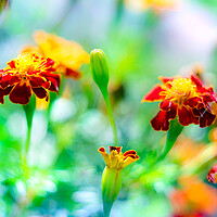 Buy canvas prints of Tagetes Marigold Flower blooming in the garden by Laurent Renault