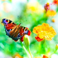 Buy canvas prints of European peacock butterfly over bright flowers by Laurent Renault