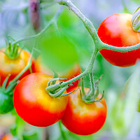 Buy canvas prints of Ripe tomato plant growing in greenhouse by Laurent Renault
