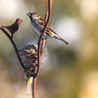Buy canvas prints of Wild bird perched on feeder by Laurent Renault