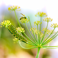 Buy canvas prints of Swallowtail caterpillar and wasp on fennel by Laurent Renault