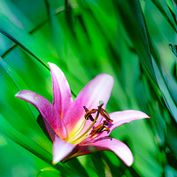 Buy canvas prints of Pink Lily flower blooming over green by Laurent Renault