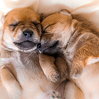 Buy canvas prints of Cuddly newborn puppies in sweet dreams by Laurent Renault