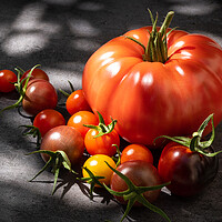Buy canvas prints of Still life tomatoes over dark background by Laurent Renault