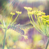 Buy canvas prints of Swallowtail caterpillars on fennel by Laurent Renault
