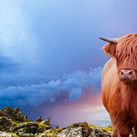 Buy canvas prints of Portrait of a Scottish Highland cow over a burning sky by Laurent Renault
