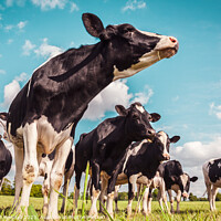 Buy canvas prints of Holstein cows in a meadow by Laurent Renault
