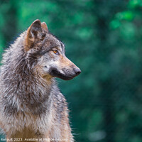 Buy canvas prints of Grey wolf (Canis Lupus) looking right in the forest by Laurent Renault