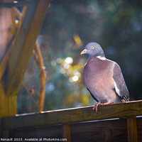 Buy canvas prints of Wood pigeon perching on a fence in the garden by Laurent Renault