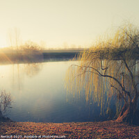 Buy canvas prints of Wheeping willow tree at the pond in France by Laurent Renault