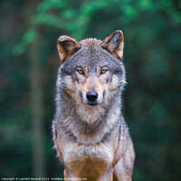 Buy canvas prints of Grey wolf (Canis Lupus) looking straight in the forest by Laurent Renault