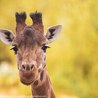 Buy canvas prints of Portrait of giraffe over yellow blurry background by Laurent Renault