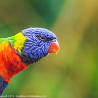 Buy canvas prints of Rainbow Lorikeet parrot (Trichoglossus moluccanus) by Laurent Renault