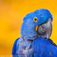 Buy canvas prints of Portrait of big blue parrot, Hyacinth Macaw by Laurent Renault