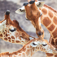 Buy canvas prints of Close-up of family of giraffes in a gorgeous touching moment by Laurent Renault