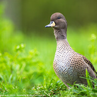 Buy canvas prints of Yellow-billed Pintail duck (Anas georgica) by Laurent Renault