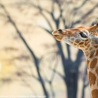 Buy canvas prints of Young giraffe against trees and the backdrop of sunset by Laurent Renault