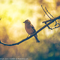 Buy canvas prints of Sparrow bird perched on tree branch. Real photography by Laurent Renault