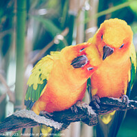 Buy canvas prints of Close-up of sun parakeets couple or sun conures hugging each oth by Laurent Renault