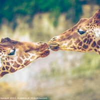 Buy canvas prints of Gorgeous Giraffes mouth-to-mouth like kissing. Real photography by Laurent Renault