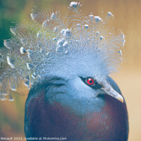 Buy canvas prints of Victoria crowned-pigeon exotic bird by Laurent Renault