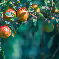 Buy canvas prints of Ripe apples on in apple tree with a blurry background, real phot by Laurent Renault