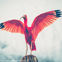 Buy canvas prints of Majestic red bird, Scarlet Ibis Eudocimus ruber, outstretched re by Laurent Renault