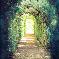 Buy canvas prints of The green tunnel. Tunnel of trees leading to light by Laurent Renault