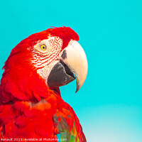 Buy canvas prints of Red Scarlet macaw bird over blue background by Laurent Renault