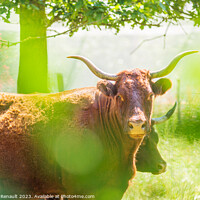 Buy canvas prints of Red Salers cows observed through enlighted foliage, real photogr by Laurent Renault