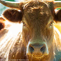 Buy canvas prints of Portrait of expressive red Salers or Limousine cow looking strai by Laurent Renault