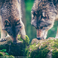 Buy canvas prints of Two grey wolf (Canis Lupus) watching a prey in the forest. Photo by Laurent Renault